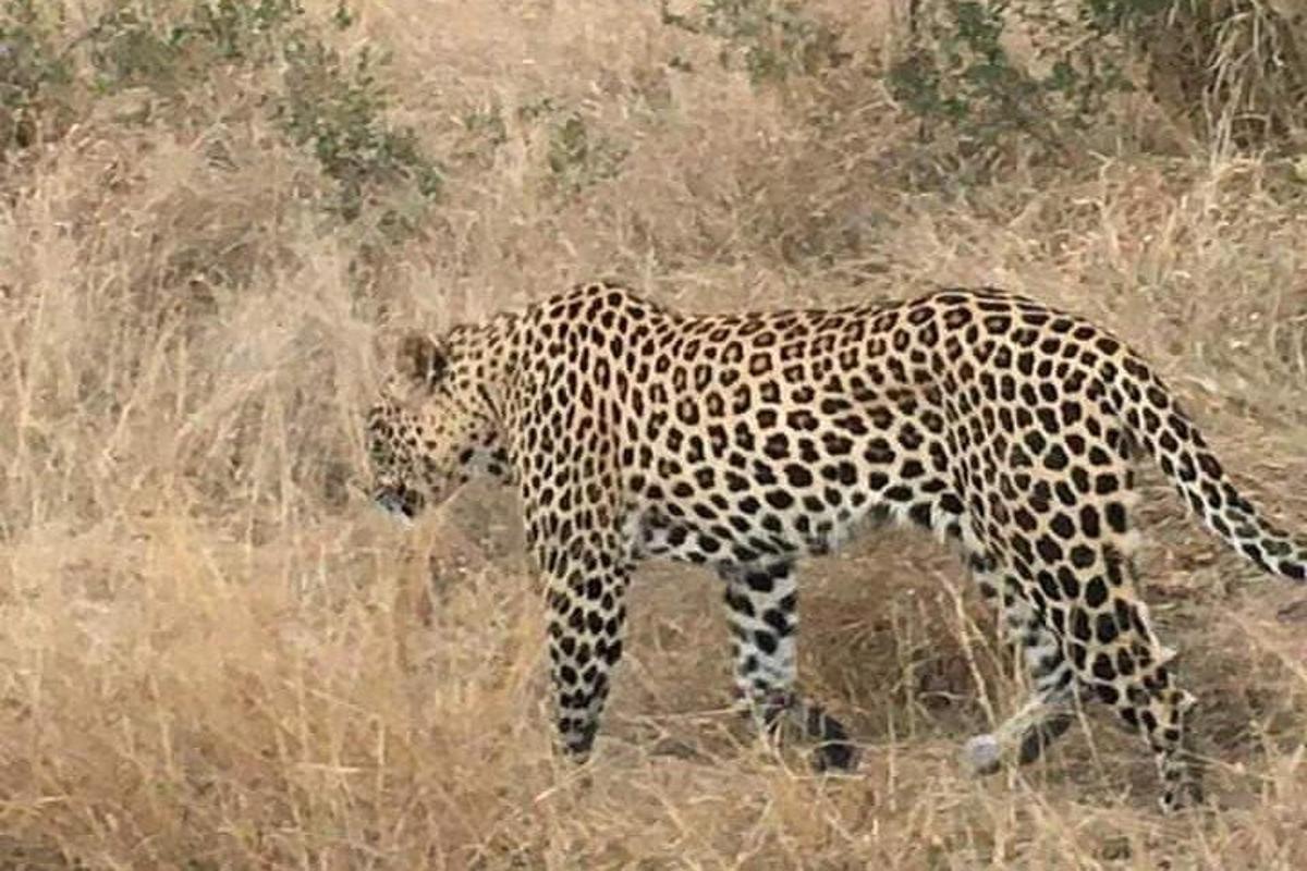 Un leopardo caminando por un campo de hierba alta.