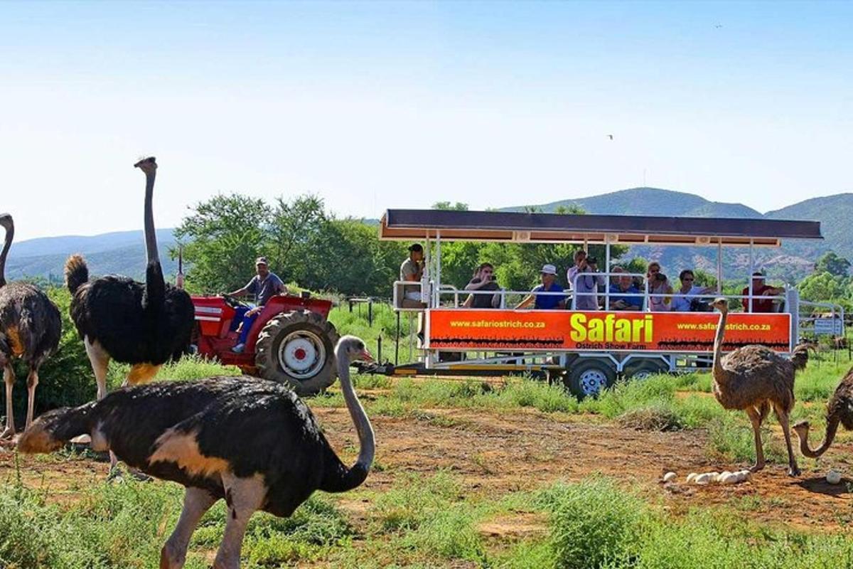 Skupina pštrosů stojících kolem safari autobusu