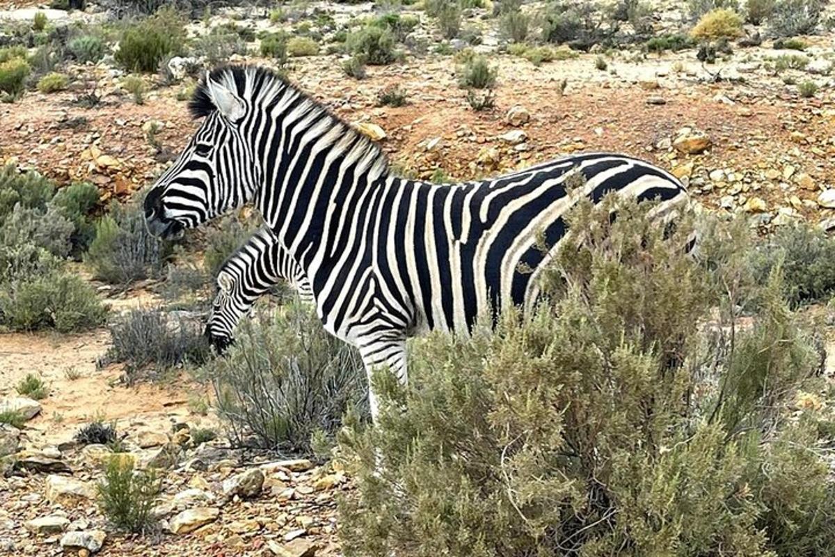 zebra stojící uprostřed pole