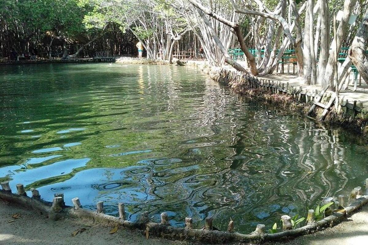 uno specchio d'acqua con alberi al suo interno