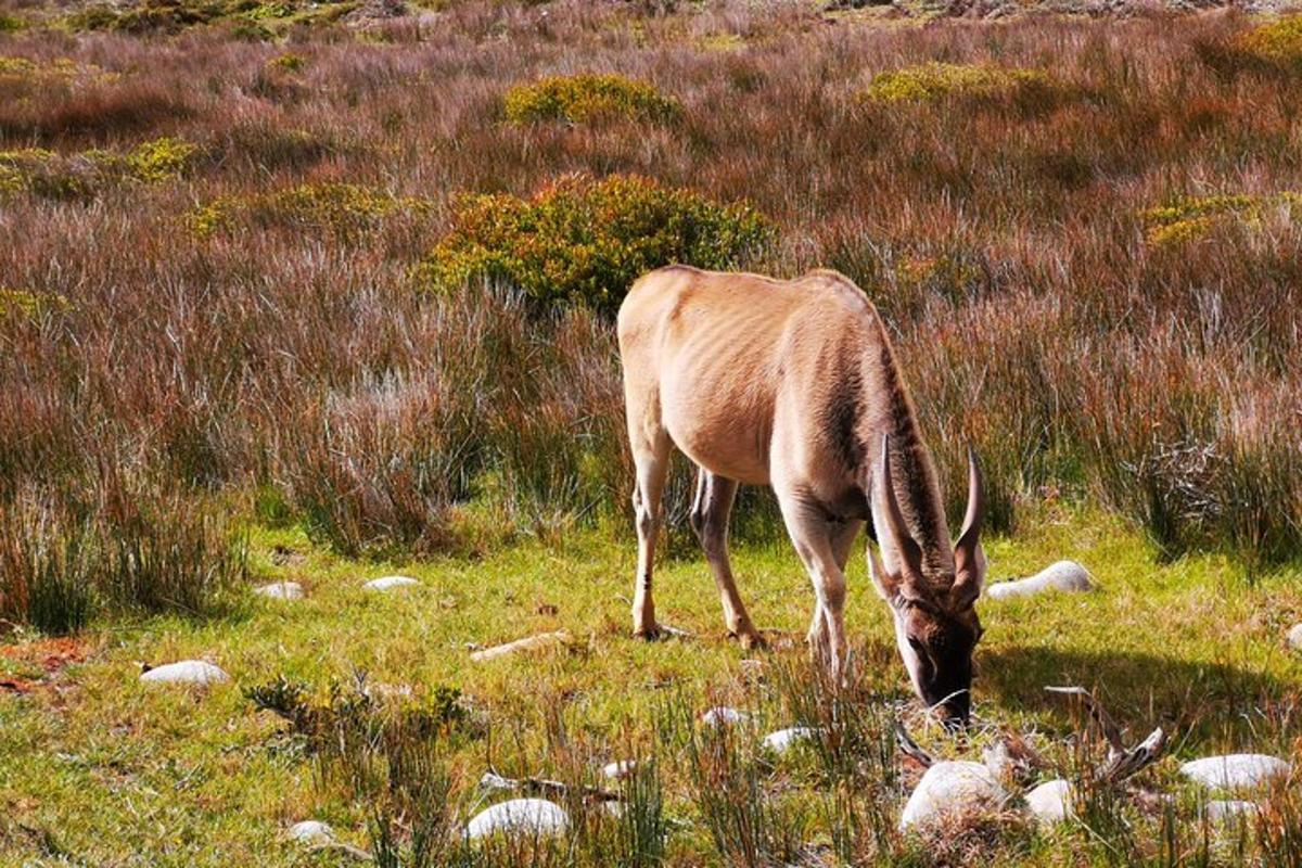 um antílope pastando em um campo de grama