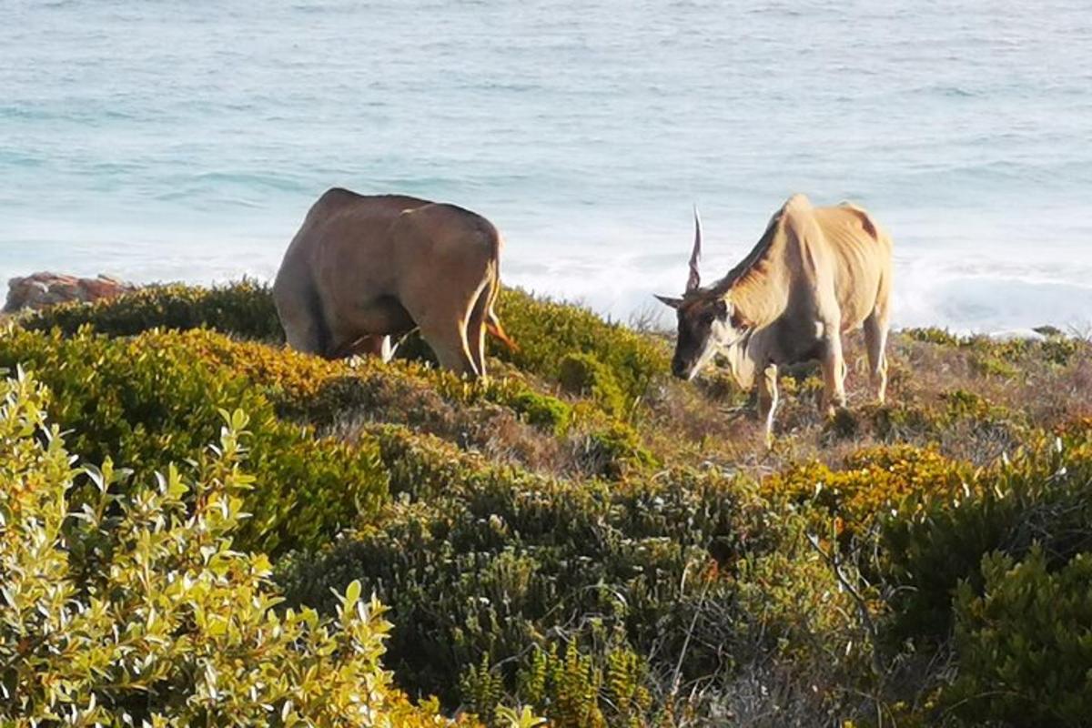 dois animais pastando em uma colina perto do oceano