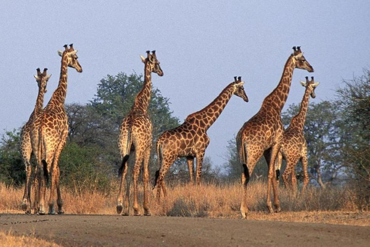 un grup de girafes dempeus en un camp
