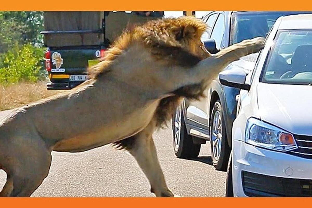 liūtas, stovintis kelyje šalia automobilio