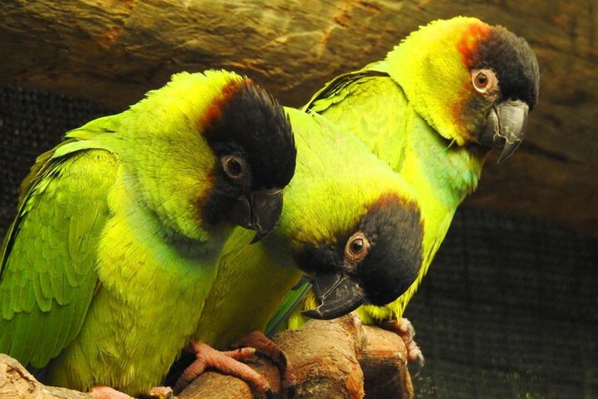 due pappagalli verdi sono seduti su un ramo