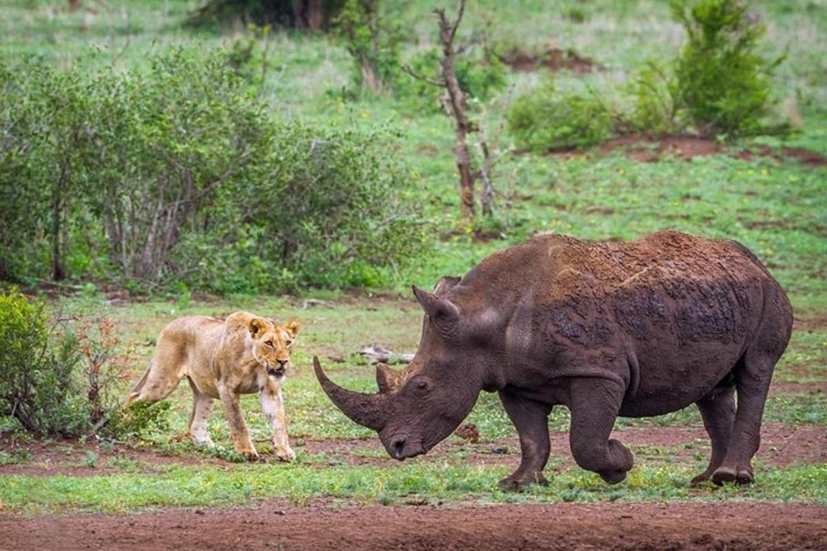 a rhino and a lion standing in a field