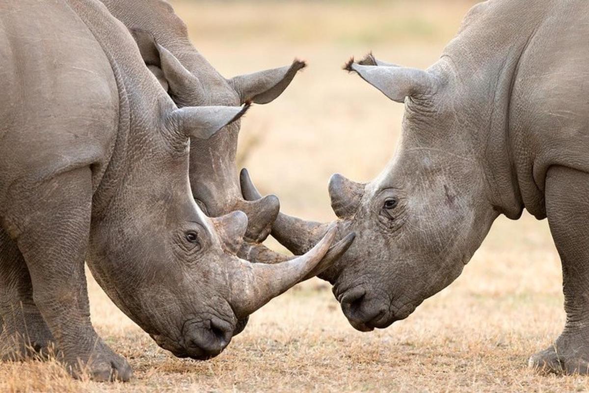 two rhinos playing with each other in a field