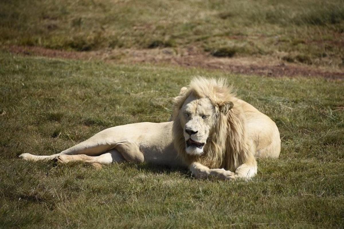 a lion laying in the grass in a field