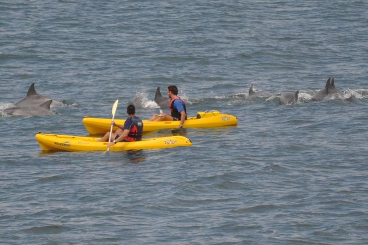 due persone su zattere gialle in acqua con i delfini