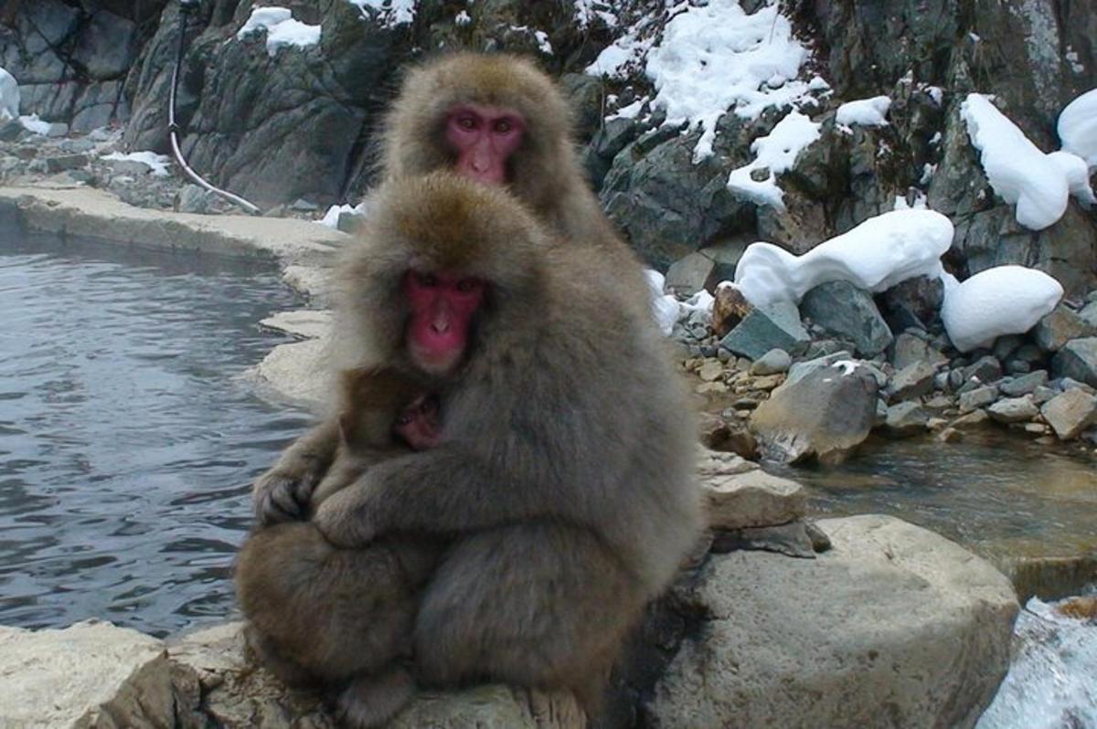 two monkeys sitting on rocks next to a body of water