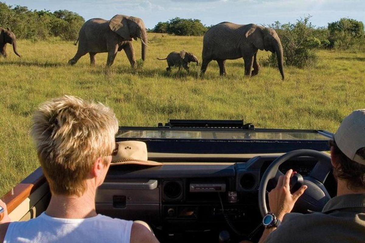 Un grupo de personas en un coche tomando fotografías de elefantes.