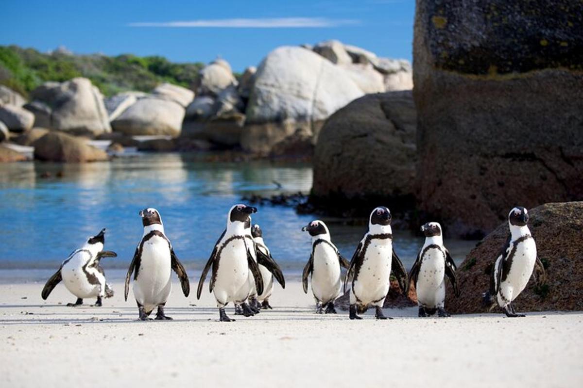 um grupo de pinguins caminhando na praia