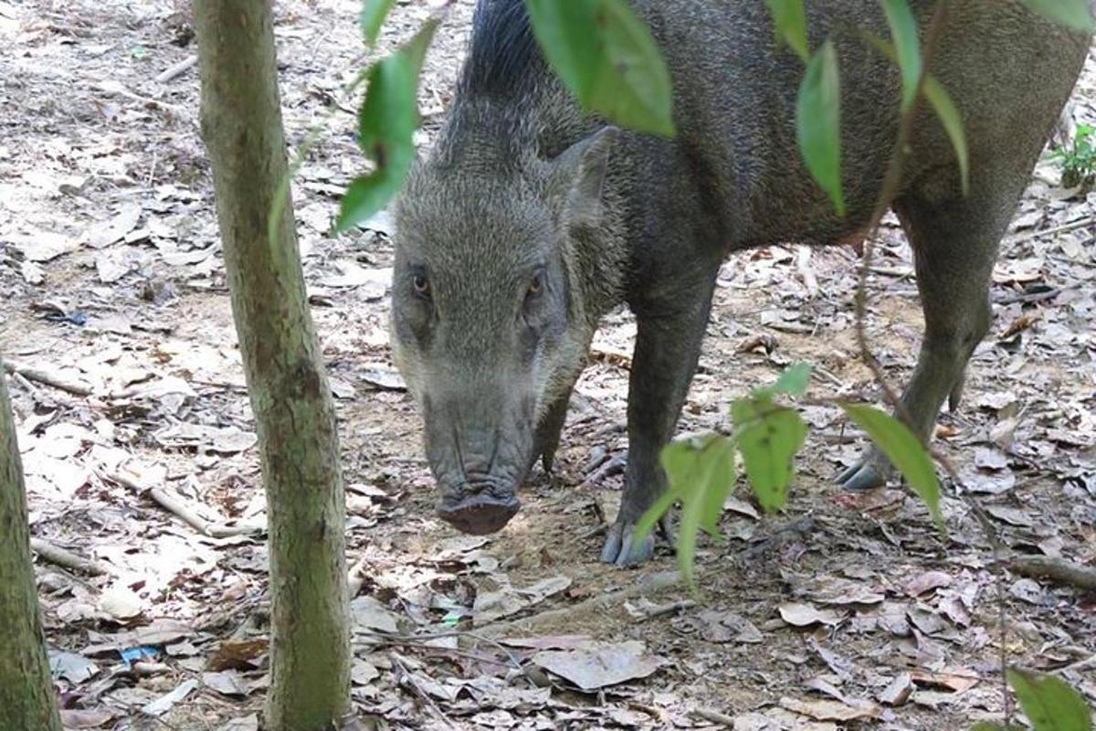 seekor babi berdiri di atas tanah di dalam hutan