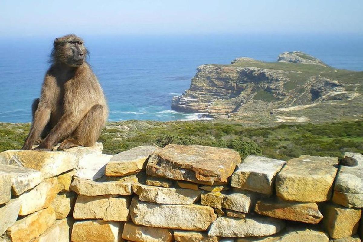 una scimmia seduta in cima a un muro di pietra
