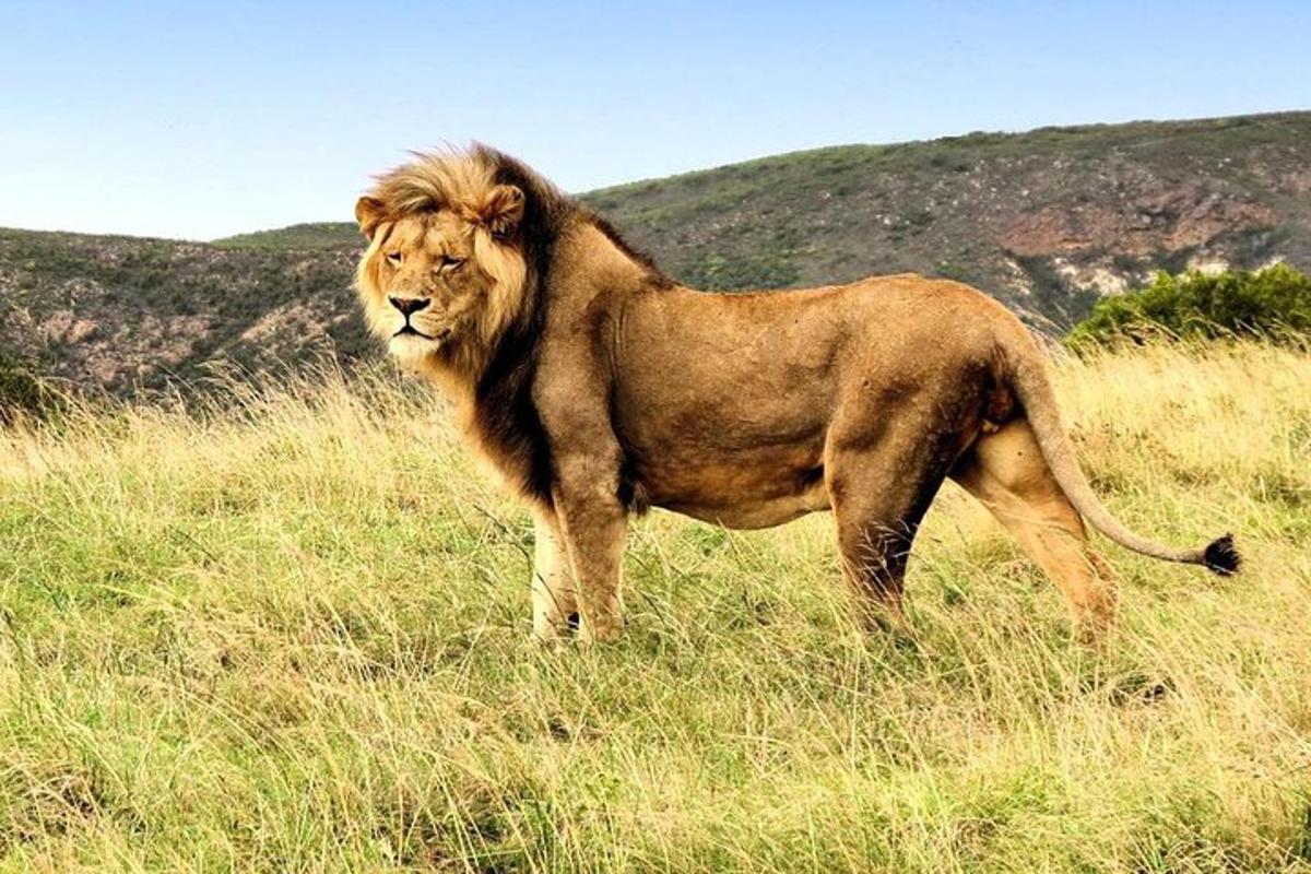 a lion standing in a field of tall grass