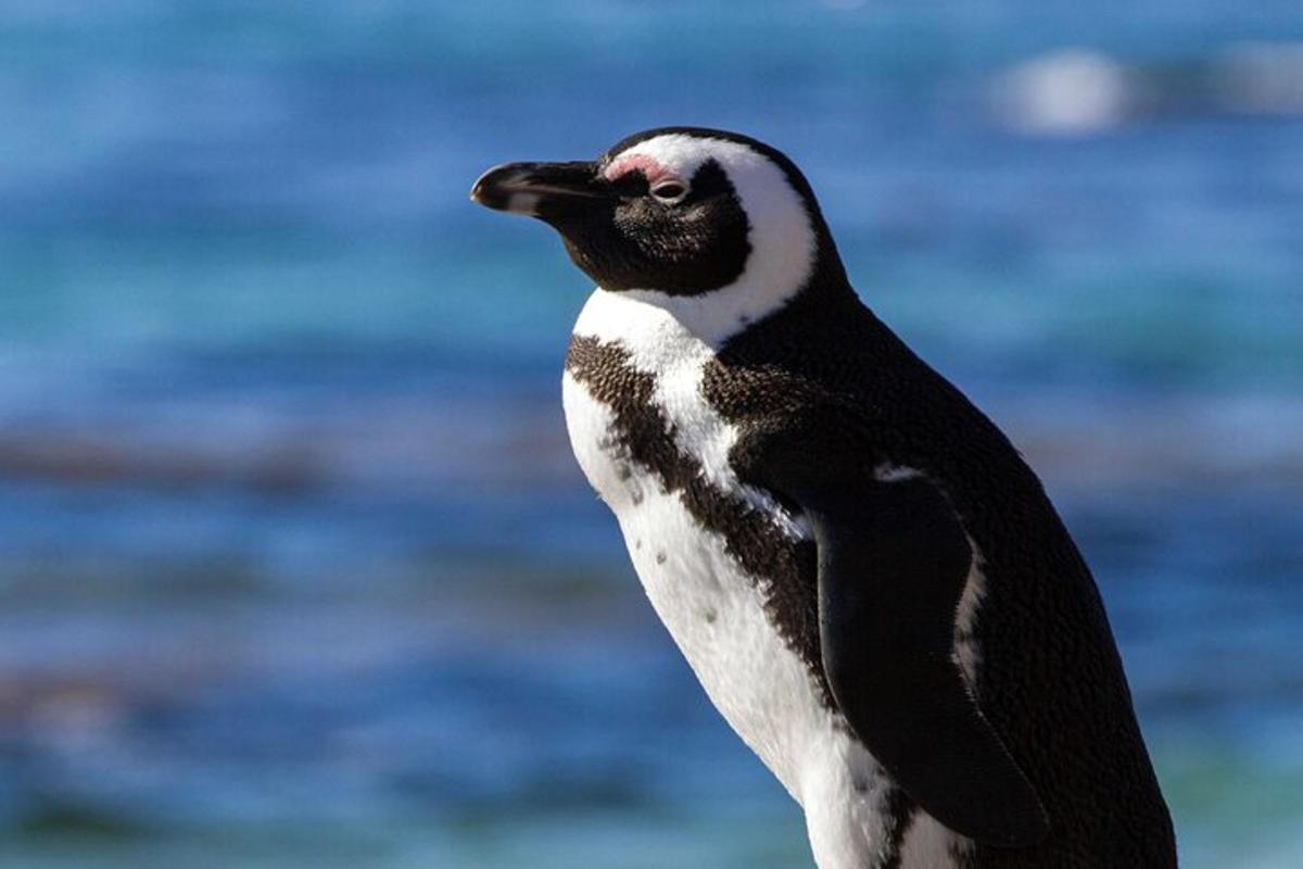 mustvalge pingviin seisab vee ääres