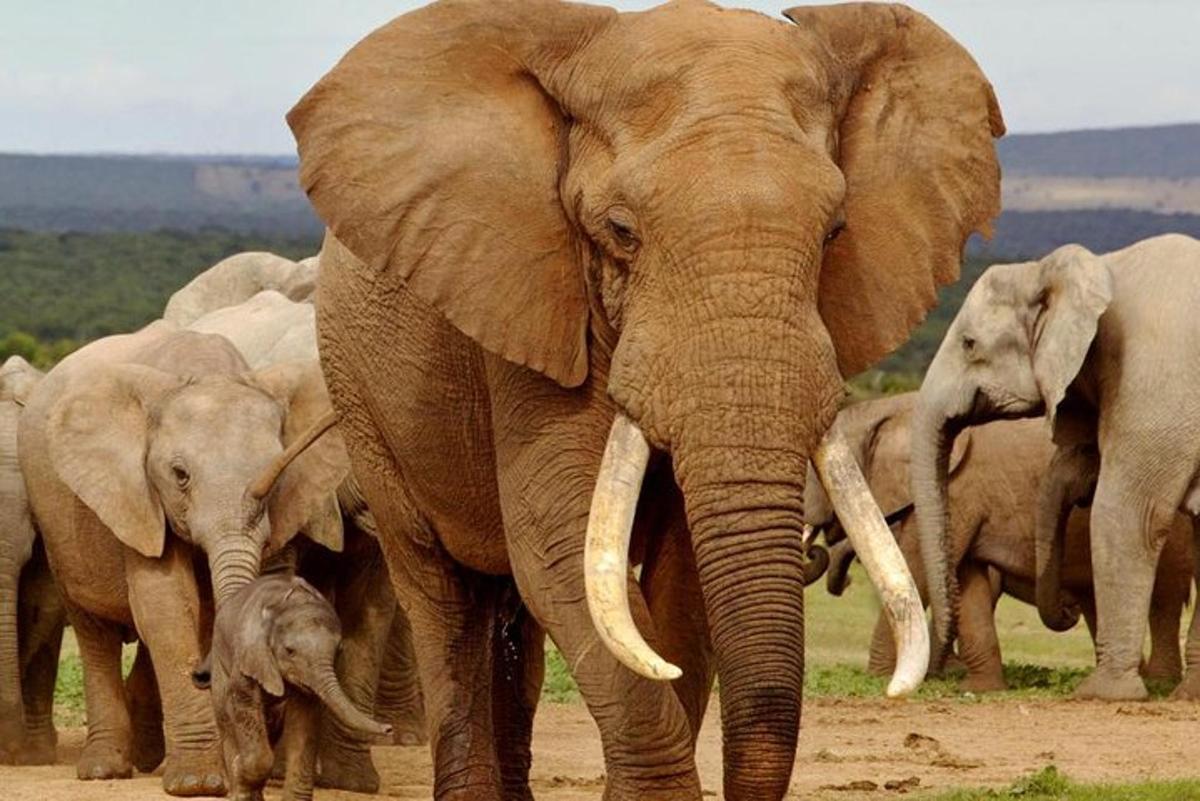 sekumpulan gajah berjalan di atas jalan tanah