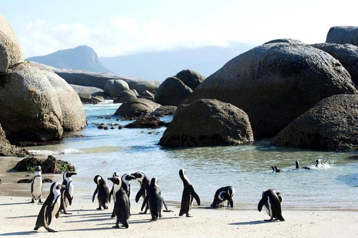 un gruppo di pinguini in piedi su una spiaggia