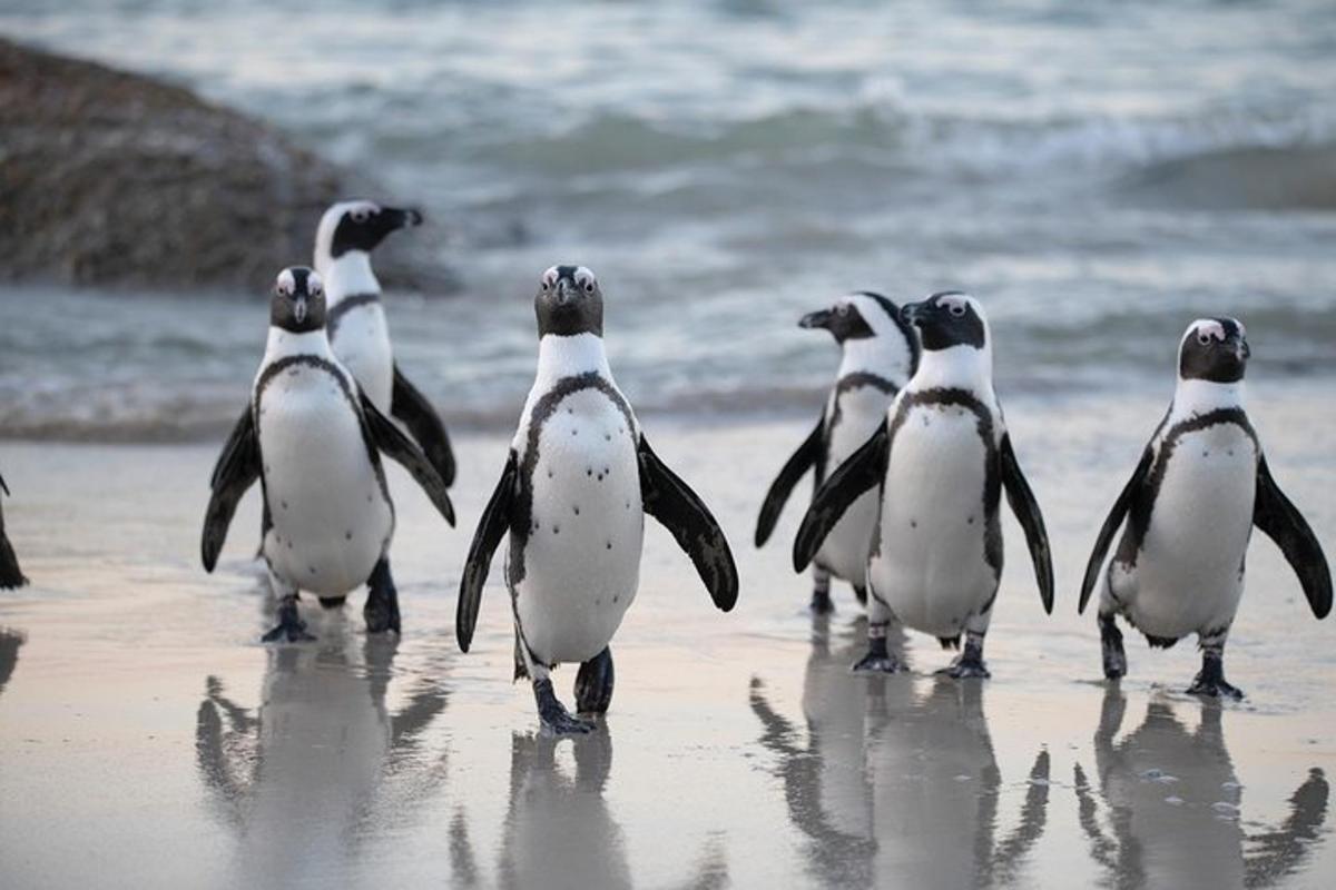 un gruppo di pinguini che camminano sulla spiaggia
