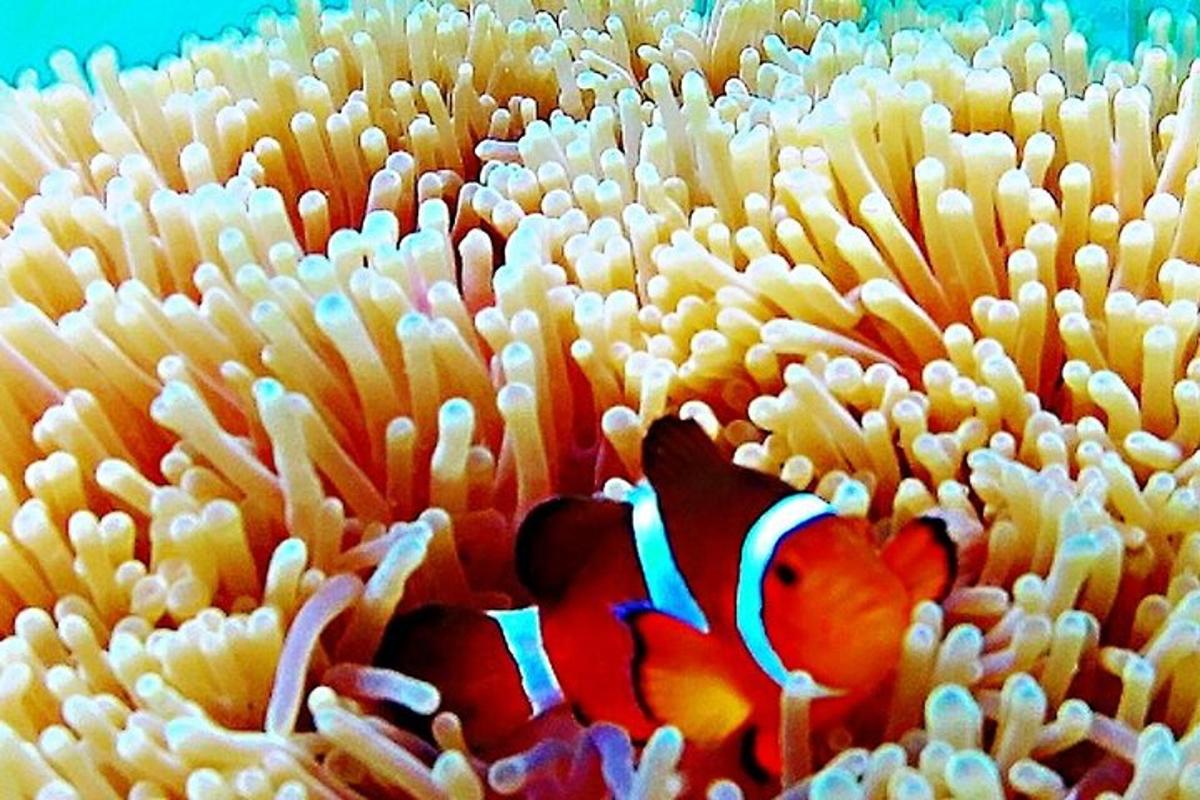 một chú cá hề đang bơi trong một rạn san hô đại dương