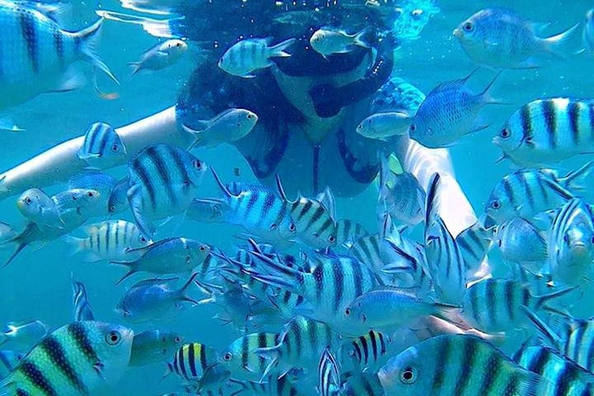 một nhóm cá đang bơi trong đại dương