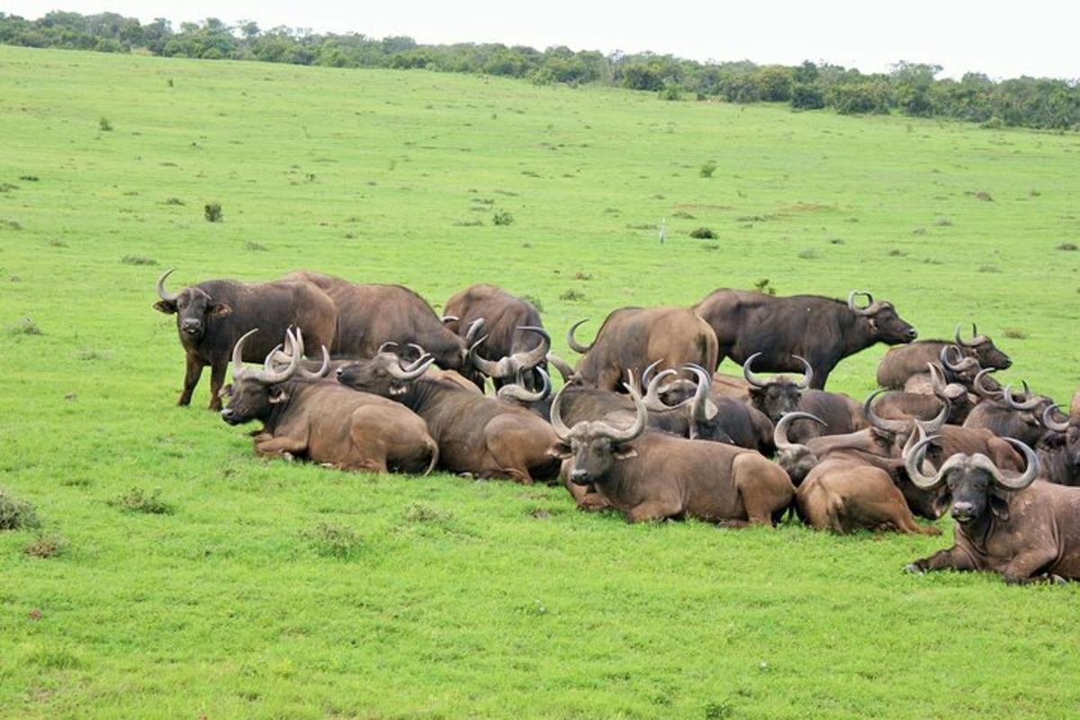 a herd of animals sitting in a grassy field