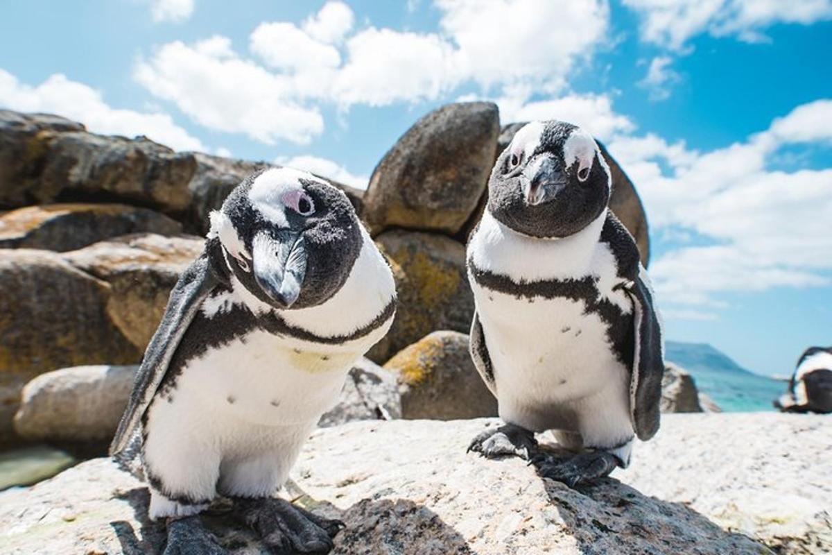 dos pingüinos sentados en la cima de una roca