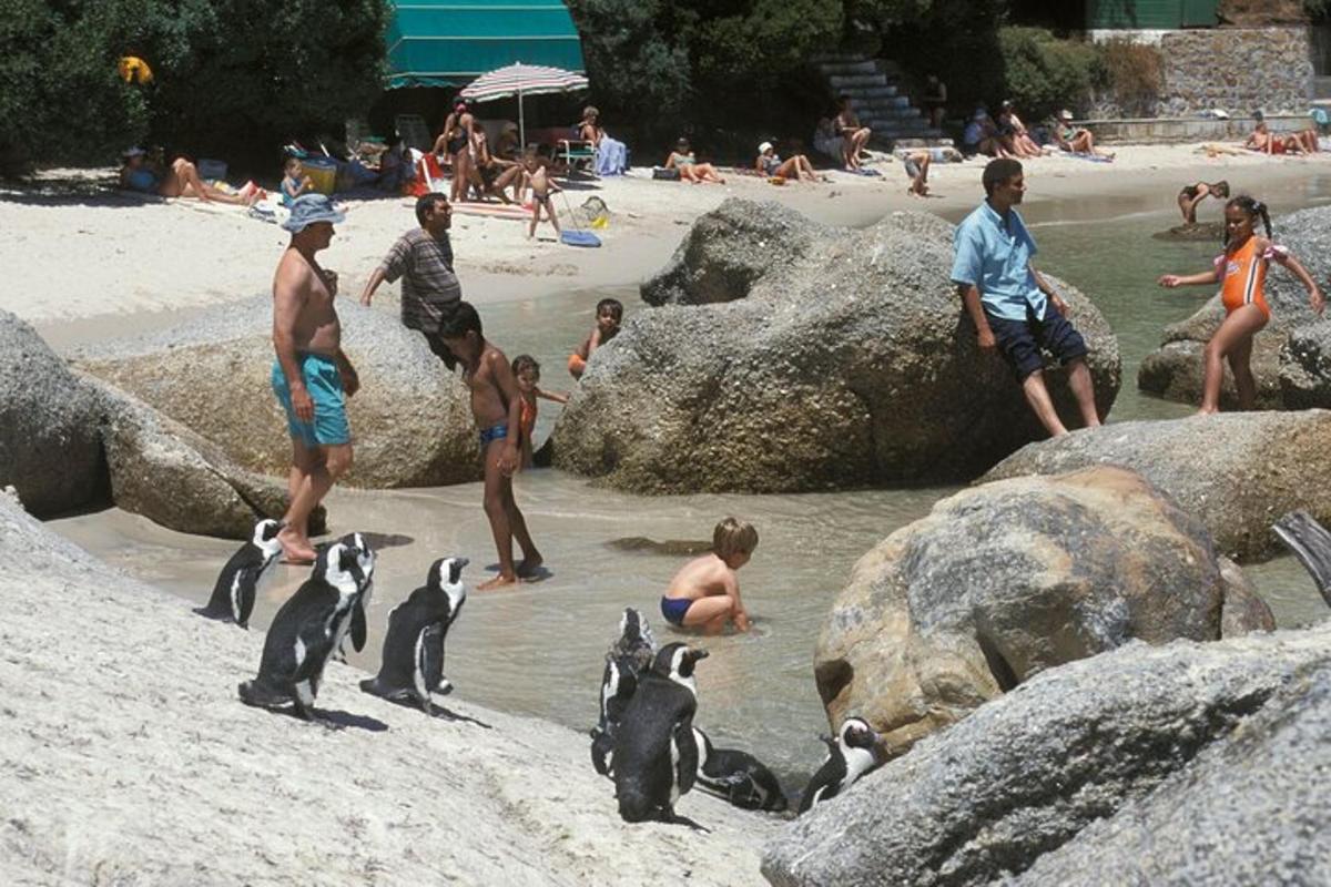 sekumpulan penguin di dalam air di pantai