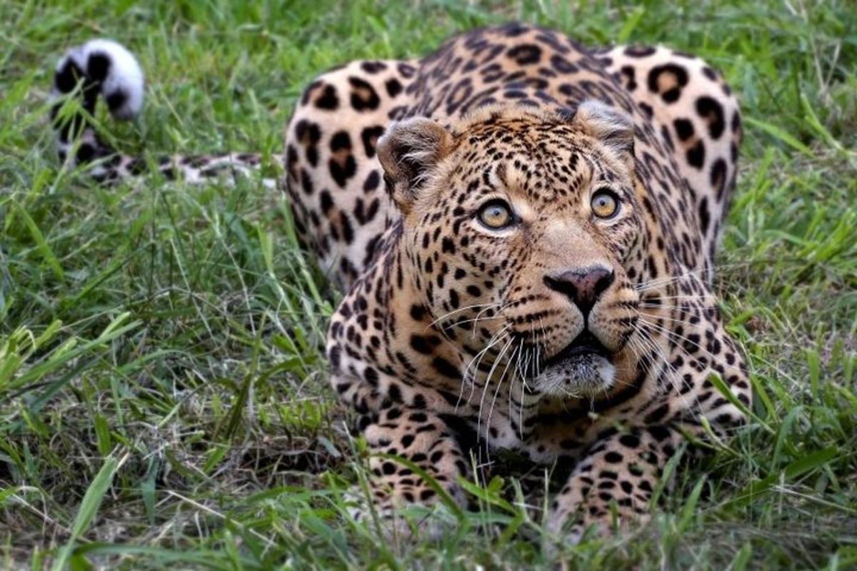 egy jaguár fekszik a fűben egy mezőn