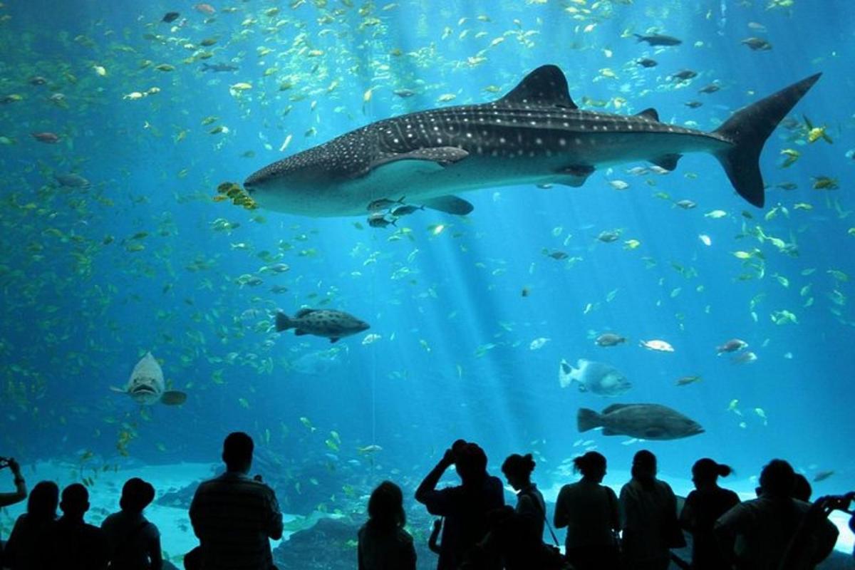 a crowd of people looking at a whale shark in an aquarium
