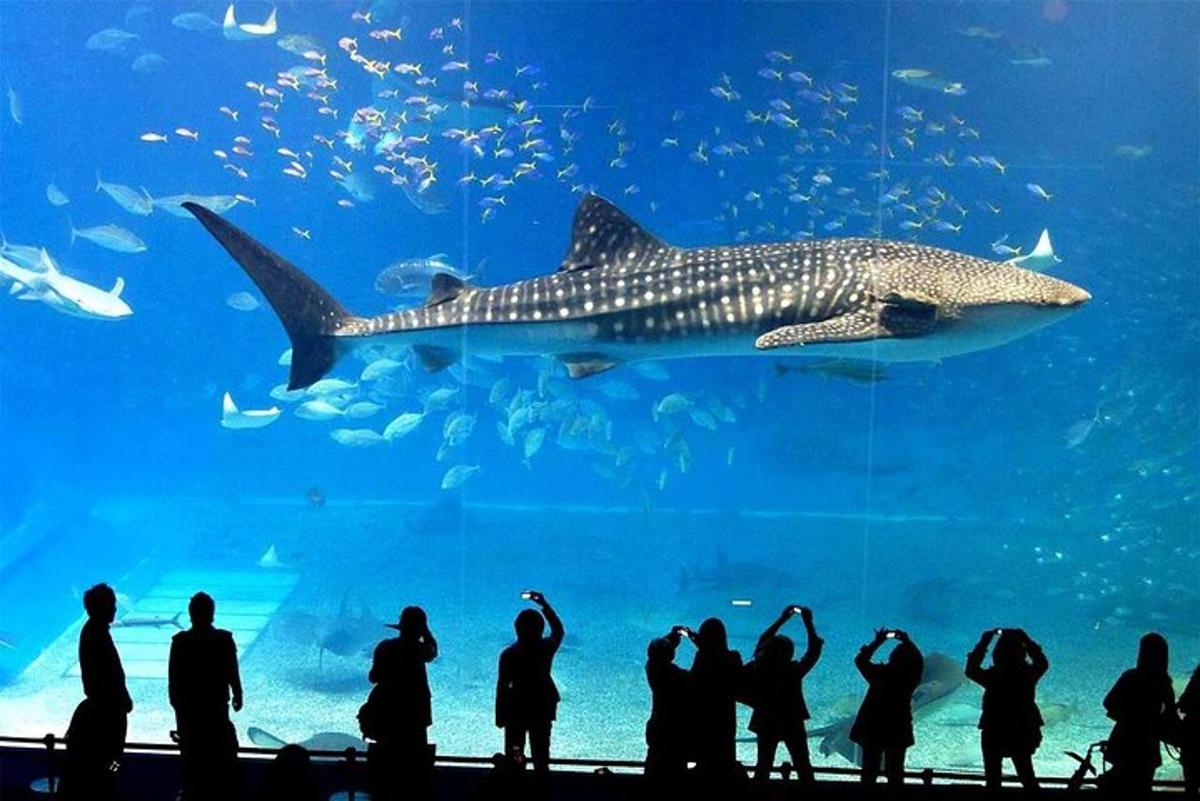 a crowd of people looking at a whale shark in an aquarium