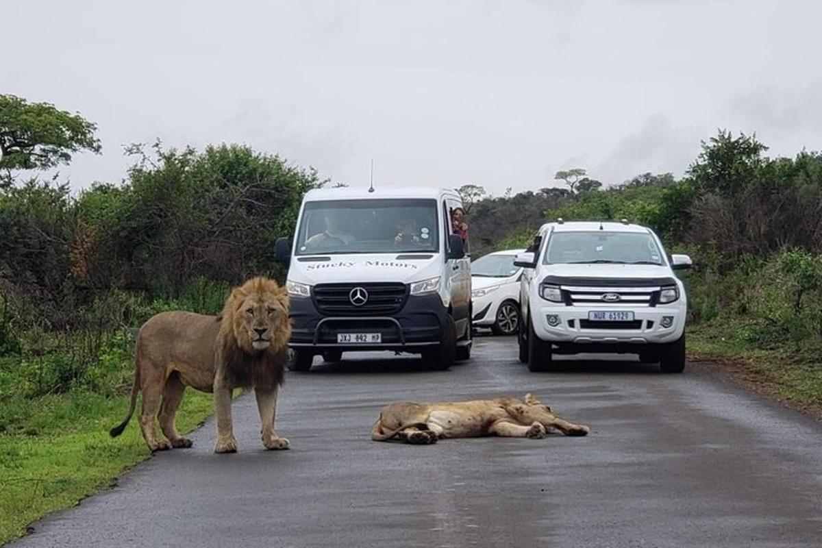 un leone e un leone sdraiato su una strada con le auto