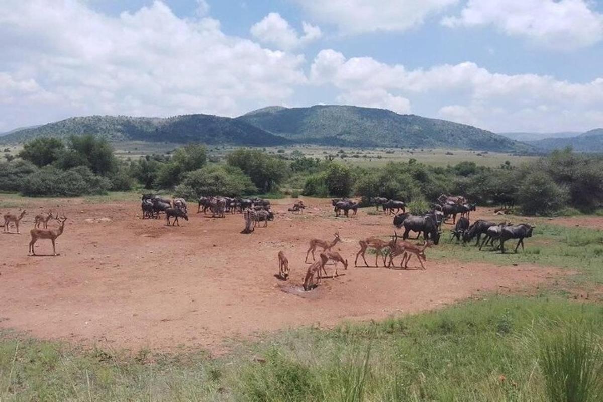 una mandria di antilopi e altri animali in un campo