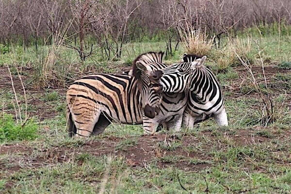 due zebre in piedi una accanto all'altra in un campo