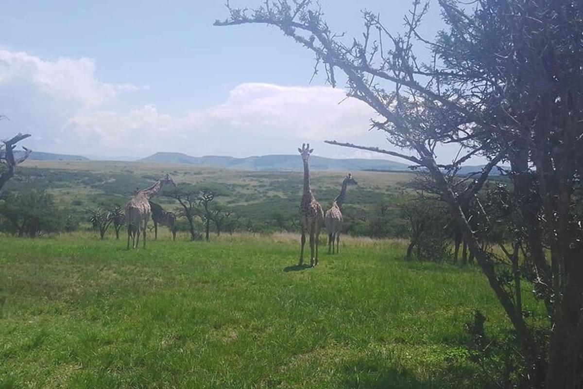 un gruppo di giraffe in piedi in un campo