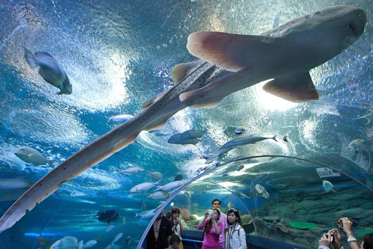 people taking pictures of fish in an aquarium