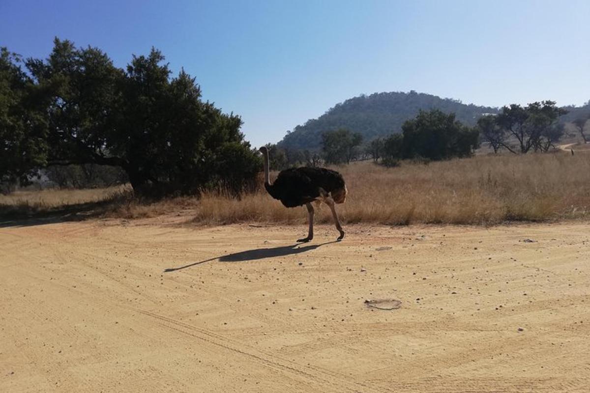 um avestruz parado no meio de uma estrada de terra