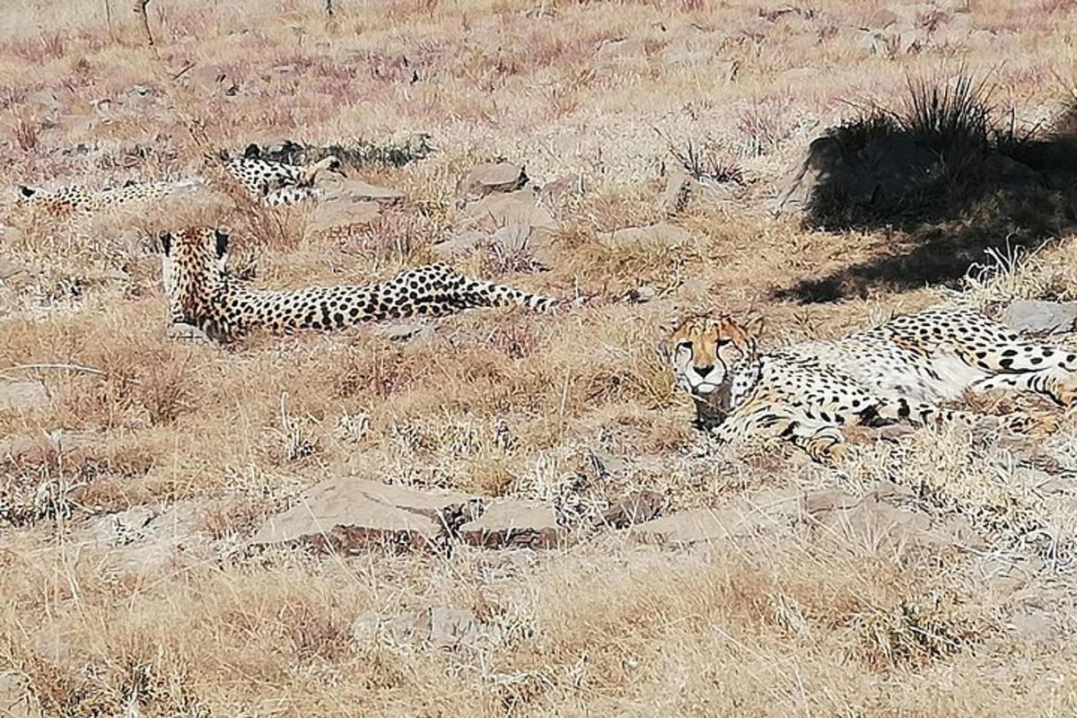 um grupo de leopardos deitados na grama