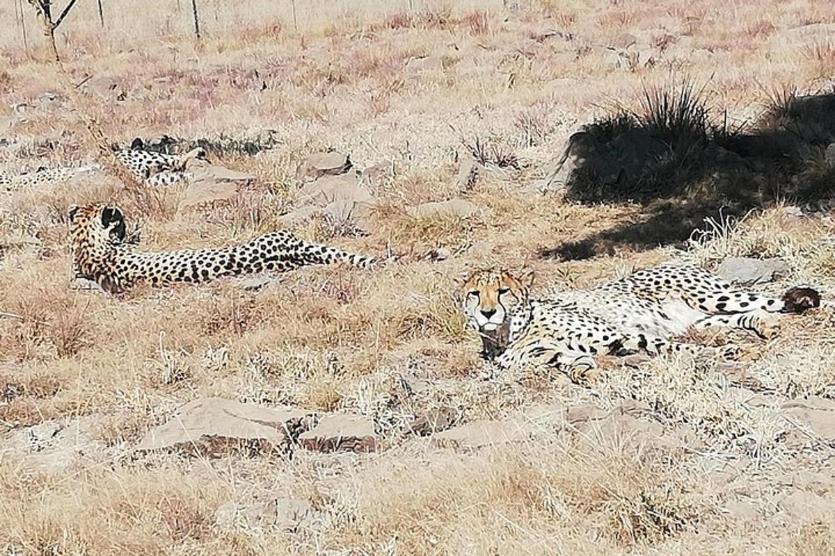 três chitas deitadas na grama em um campo