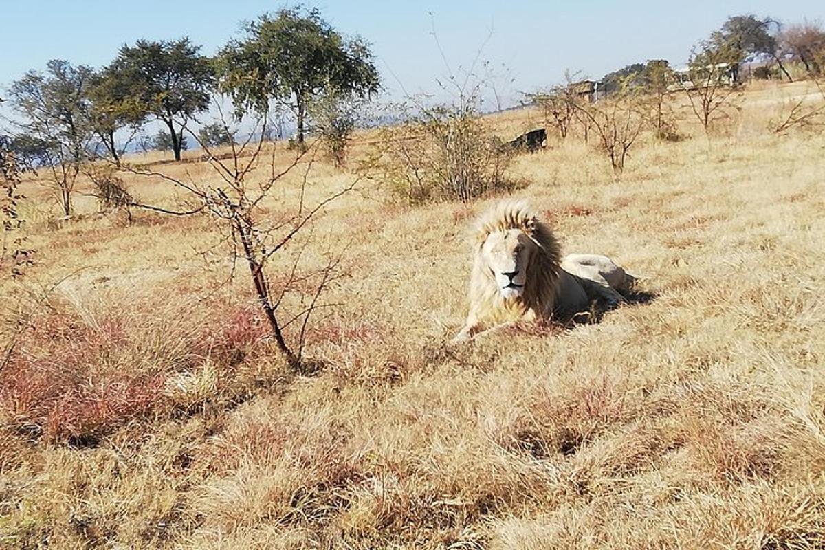 Un león tendido en un campo de hierba seca