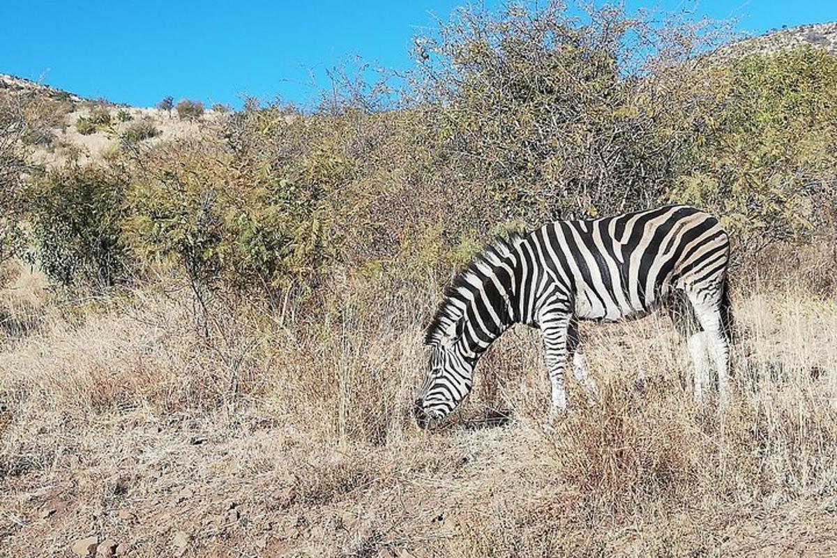 bir tarladaki çimenlerde otlayan bir zebra