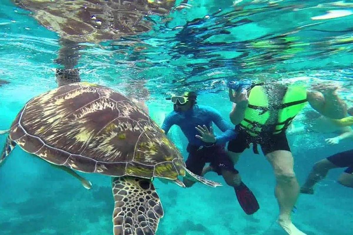 un grup de oameni care înoată cu o broască țestoasă în apă