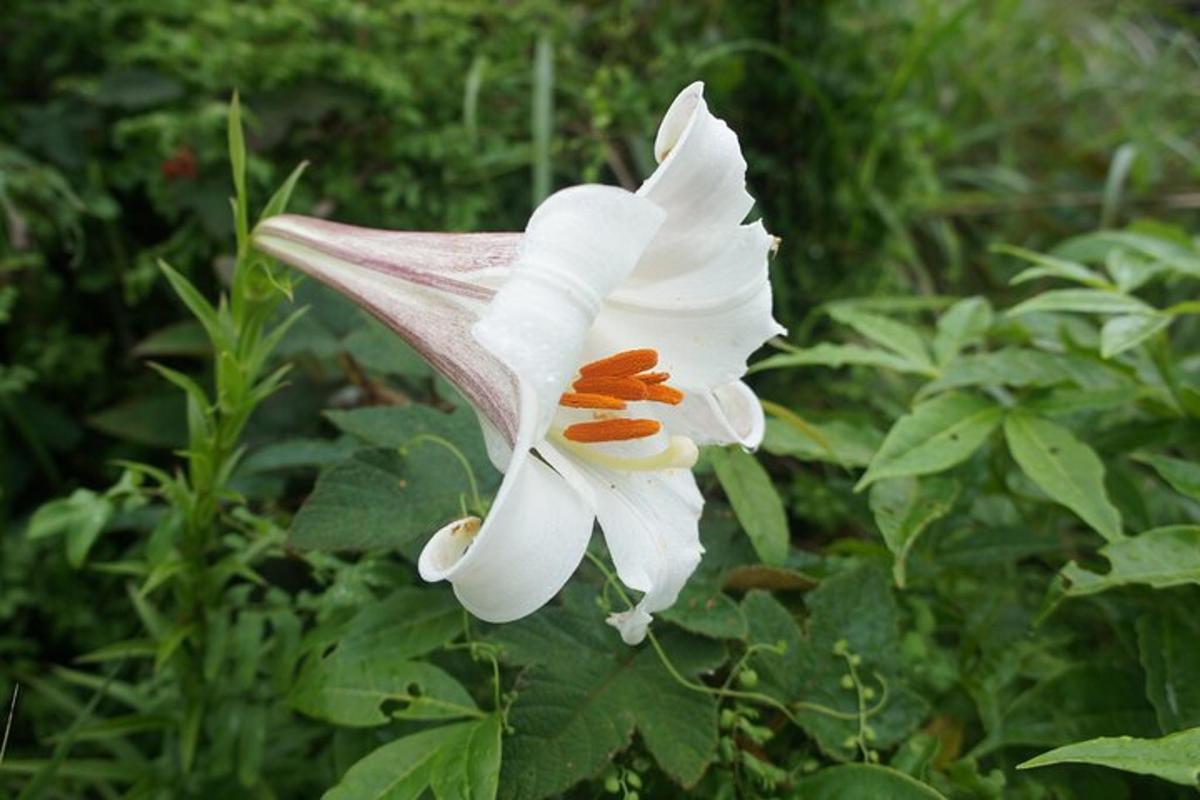 um close de uma flor branca em um jardim