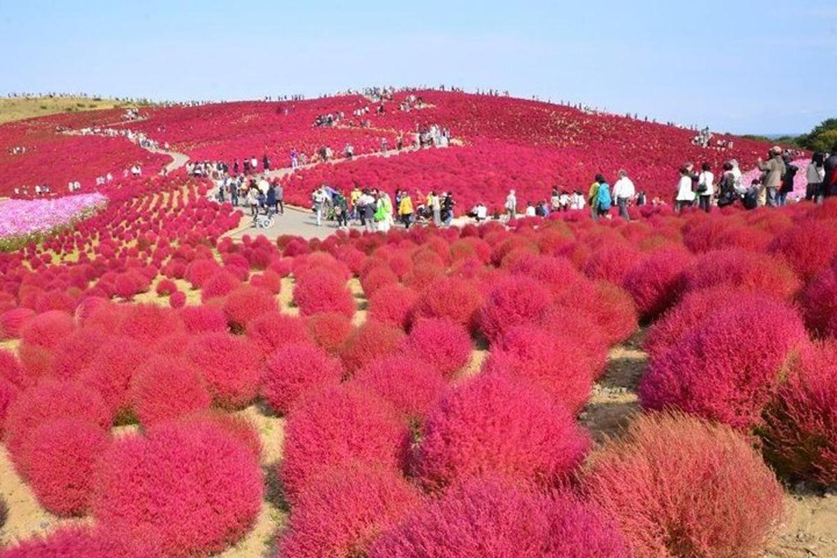 um campo cheio de flores rosas em uma colina
