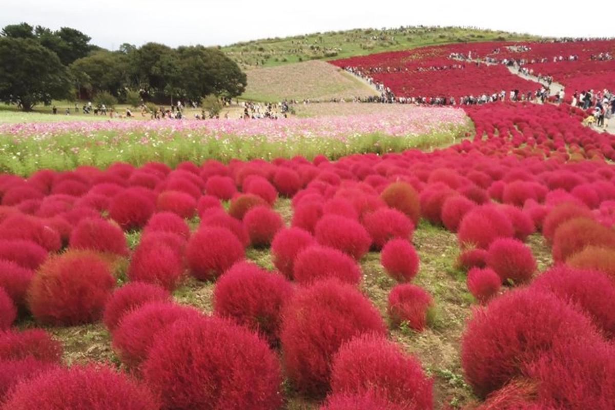 um campo de flores vermelhas e rosas em um campo