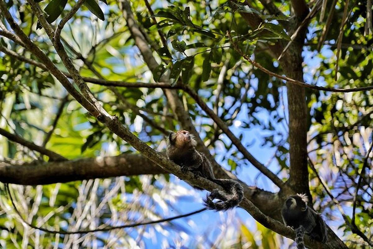 two monkeys are sitting on a tree branch