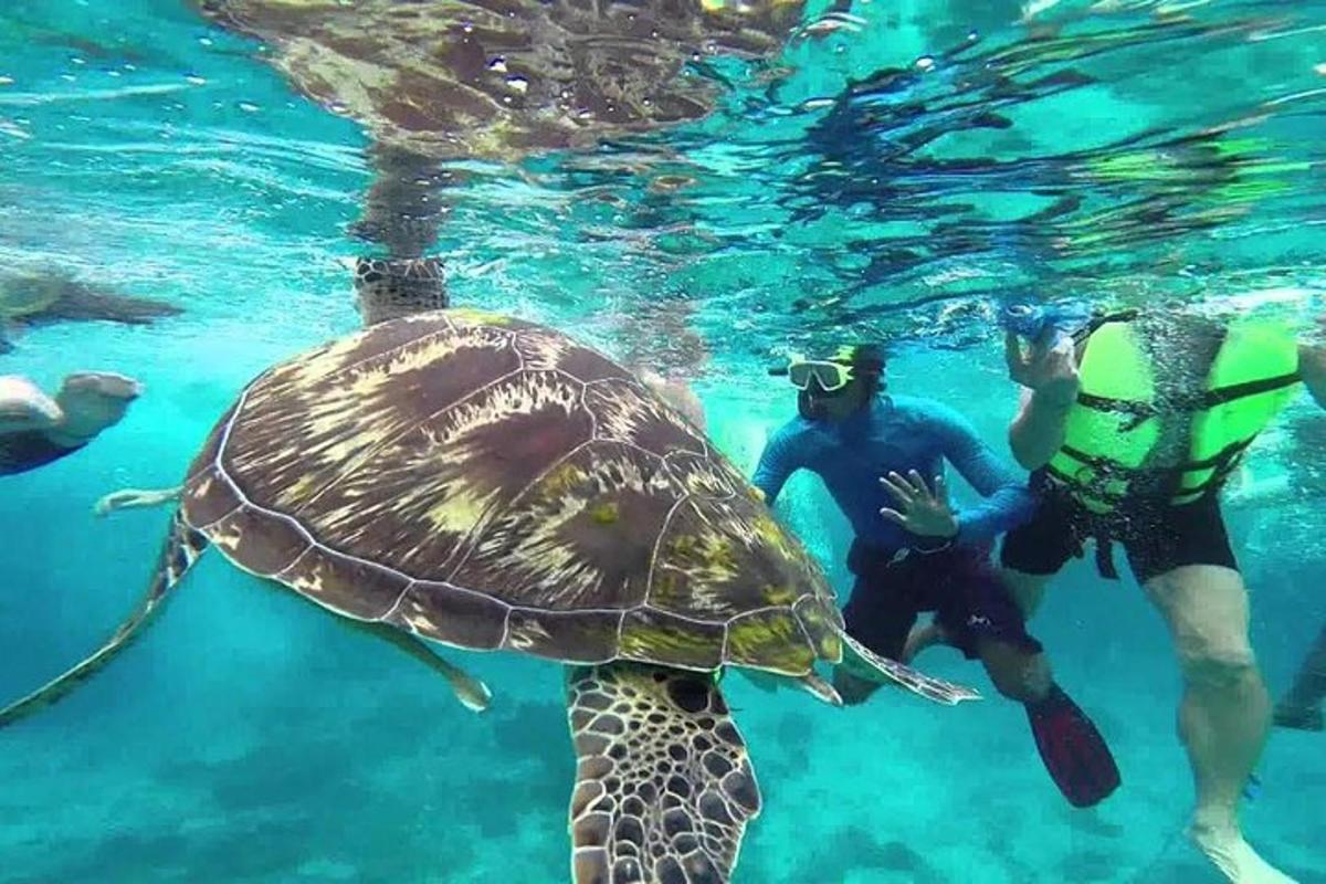 isang pagong na lumalangoy sa tubig kasama ang dalawang tao