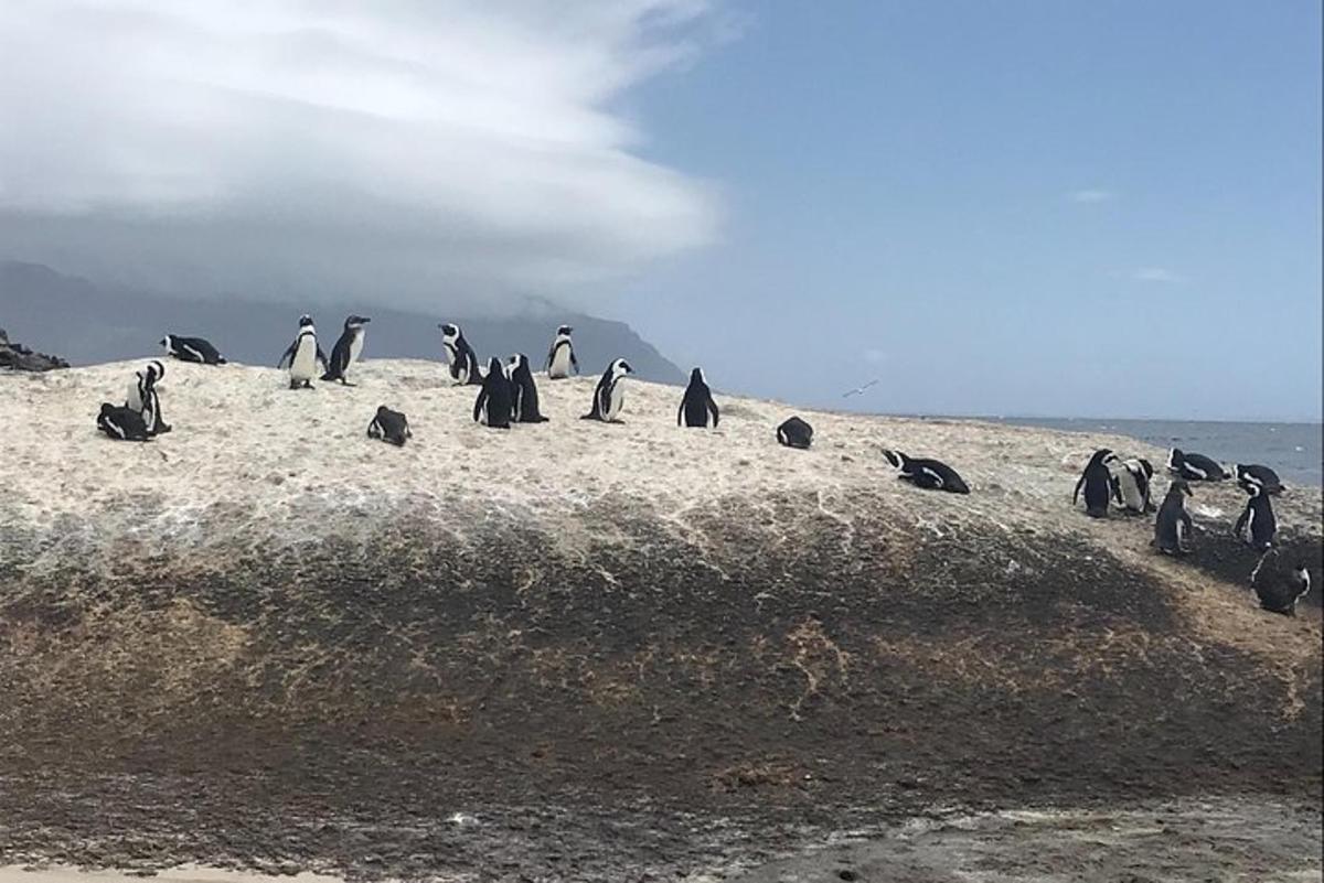 eine Gruppe Pinguine sitzt an einem Strand