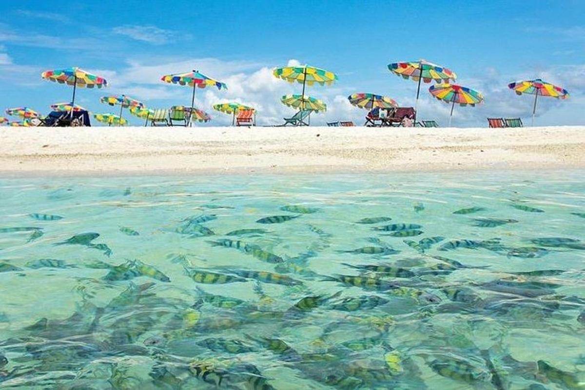 uma vista de uma praia com guarda-sóis e peixes na água