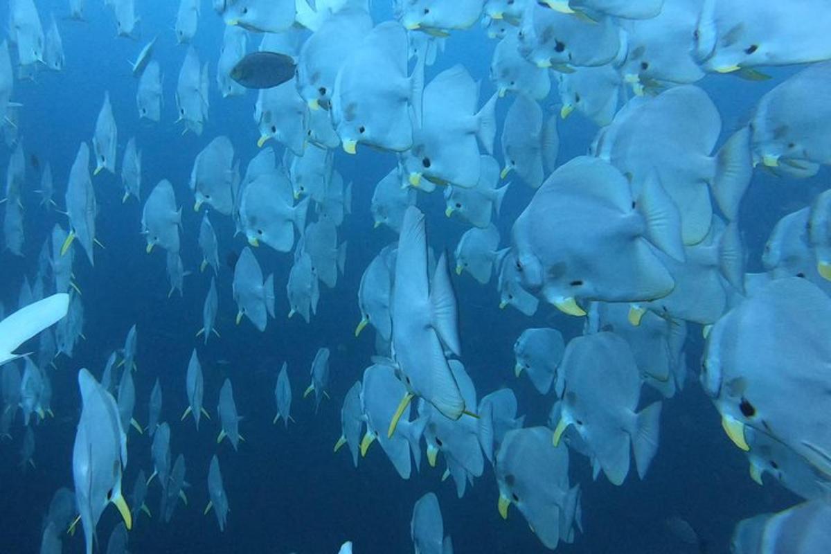 a large group of blue fish in an aquarium